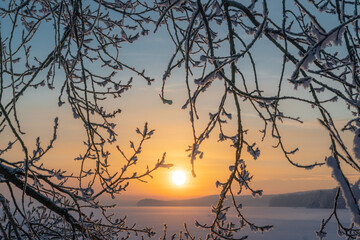 Fototapeta premium Winter sunrise and tree branches covered with frost