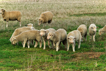 Obraz na płótnie Canvas young lambs grazing in a grass pasture