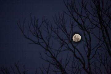 moon in the night