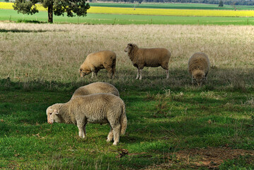 Obraz premium ewes and lambs walking through a grass pasture and grazing