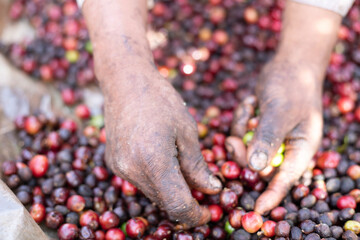 hands holding red beans