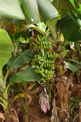 Obraz premium bunch of bananas
