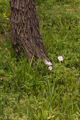 Morning Glory flower at bottom of a tree