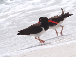 American Oystercatchers, Galapagos, Ecuador