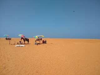 Horses on the beach, Veli tourist village, Thiruvananthapuram Kerala