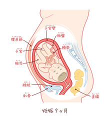胎児の成長 妊娠2ヶ月 のイラスト テキスト付き Wall Mural 川本まる 胎児の成長 妊娠2ヶ月 のイラスト テキスト付き Wall Mural 川本まる