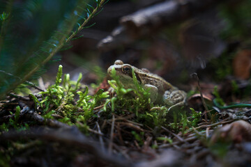 Common frog, Rana temporia, in the forest covered by moss, Austria