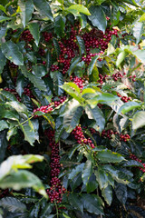 red berries on a bush