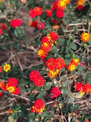 red and yellow flowers