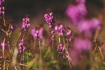 Winter heath, Erica carnea, with bright pink blossoms on forest floor in spring, Austria