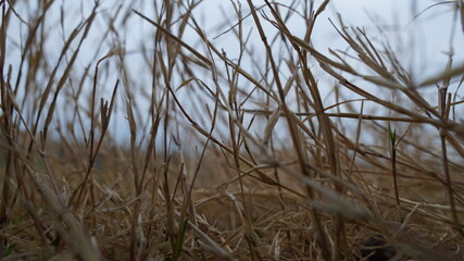 grass on the beach cloudy sky
