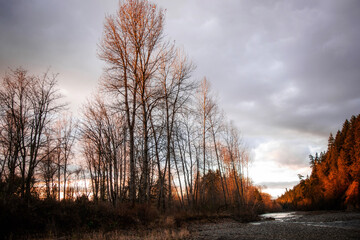Fototapeta premium sunset in the forest