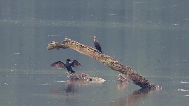 Some Comorants sitting on a dead branch in the middle of a lake with one Comorant drying its wings.