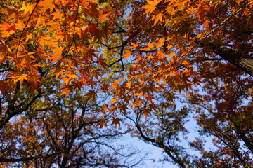 autumn leaves against sky