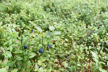 Blueberries growing in forest, Healthy organic food.