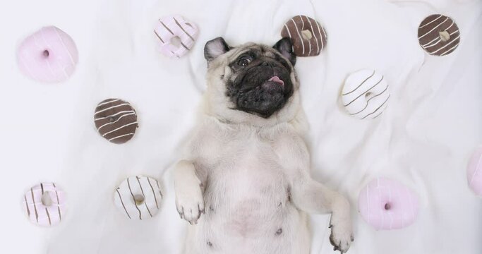 Cute pug dog lying on white bed with colorful tasty donuts. Sweet, lovely face. Belly up. Top view. Pug dog paradise, sweat dream concept. Dog love food, donut.   