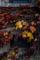 Fototapeta na wymiar autumn leaves on a wall