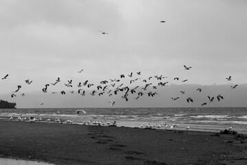 Birds flying on the beach