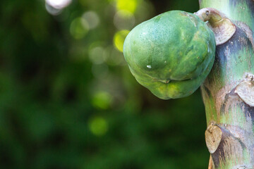 papaya green outdoors in Rio de Janeiro.