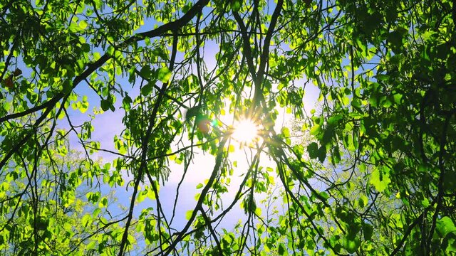 Birds singing on tree branch against sun rays, 4k video