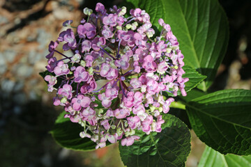 紫陽花の花