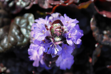 Macro of cluster of bugleweed trumpet shaped flowers