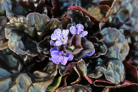 Closeup of cluster of bugleweed trumpet shaped flowers