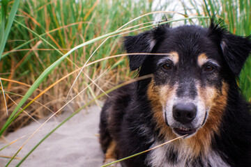 bernese mountain dog