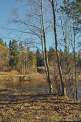 Nature wakes up. Bare trees on the banks of the river. Spring be