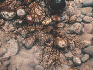 close up of a fish