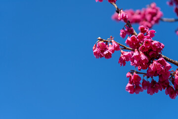 早春の青空と寒緋桜(カンヒザクラ)の花