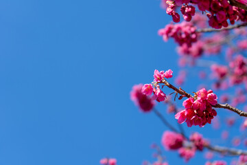 早春の青空と寒緋桜(カンヒザクラ)の花