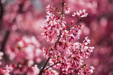 春の満開の桜の花の風景