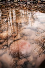 reflection in the water