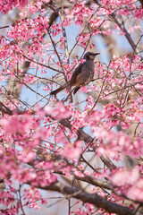 春の満開の桜の花とヒヨドリの鳥の姿