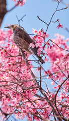 春の満開の桜の花とヒヨドリの鳥の姿
