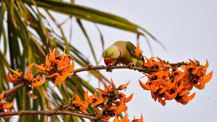 Green Parrot perching on branch of exotic flowers Butea Monosperma or palash flowers or flame of the forest