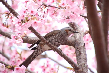 桜とヒヨドリ