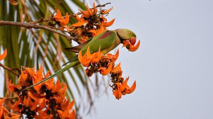 Green Parrot perching on branch of exotic flowers Butea Monosperma or palash flowers or flame of...