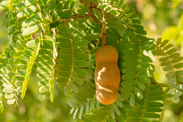 Obraz premium The tamarind is still hanging on its pole.
