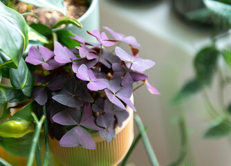Purple Oxalis Plant with Triangular Leaves