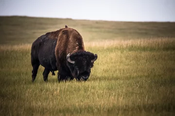 Papier Peint photo Lavable Bison The bison or American buffalo grazing the grasslands of Badlands National Park in South Dakota.