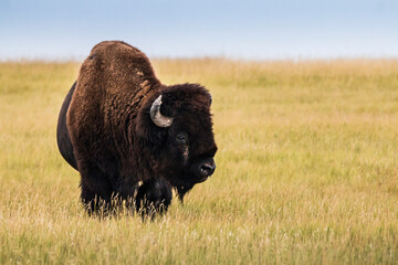 The bison or American buffalo grazing the grasslands of Badlands National Park in South Dakota.