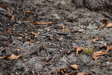 Lizard on the ground