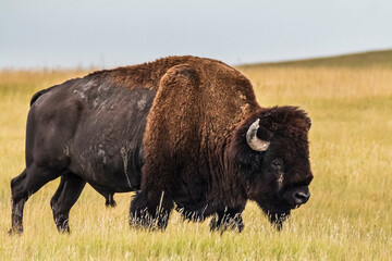 The bison or American buffalo grazing the grasslands of Badlands National Park in South Dakota.