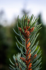Obraz premium pine tree branch