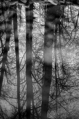 Obraz premium tree in the woods