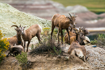 Young big horn sheeps. mountain goats in Badlands national park in south dakota.