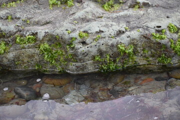 Closeup of seaweed on ocean rock at low tide