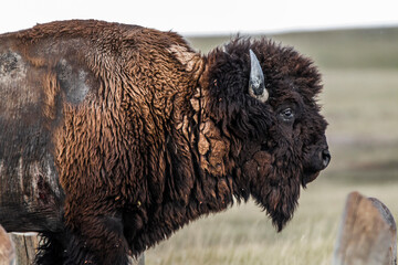 portret van een wilde bizon genomen in het Badlands National Park in South Dakota, VS